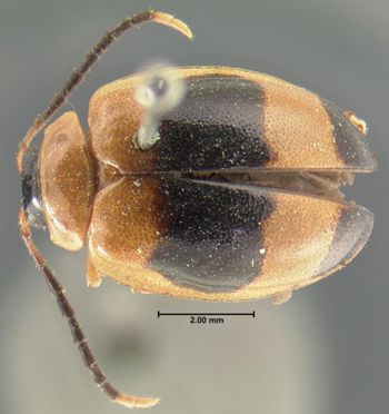 Media type: image; Entomology 19420   Aspect: habitus dorsal view